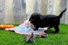 Best Cockapoo Baby