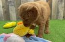 Sweet Mini Goldendoodle Baby