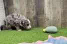 Meet Baloo - our Mini Sheepadoodle Puppy Video