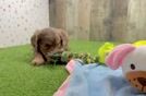 Happy Cavapoo Baby