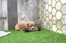 Small Poochon Baby