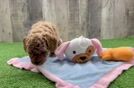 Small Poodle Purebred Pup