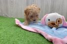 Maltipoo Pup Being Cute