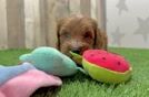 Popular Mini Goldendoodle Poodle Mix Pup