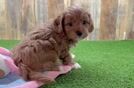 Little Cavipoo Poodle Mix Puppy