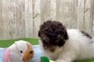 Playful Poodle Baby