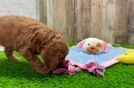 Energetic Golden Doodle Poodle Mix Puppy