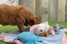 Best Mini Goldendoodle Baby