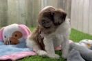 Popular Shih Poo Poodle Mix Pup