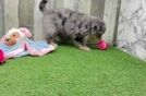 Meet Dex - our Mini Bernedoodle Puppy Video