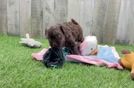 Meet Shane - our Shih Poo Puppy Video
