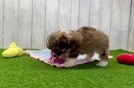 Meet Felipe - our Havanese Puppy Video