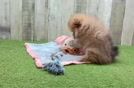 Pomeranian Pup Being Cute