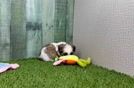 Meet Allen - our Teddy Bear Puppy Video