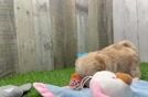 Maltipoo Puppy for Adoption