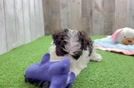 Havanese Puppy for Adoption