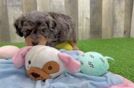 Cavapoo Puppy for Adoption