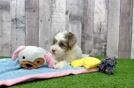 Adorable Havadoodle Poodle Mix Puppy