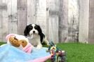 Meet Tilly - our Cavalier King Charles Spaniel Puppy Video