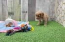 Cavapoo Puppy for Adoption