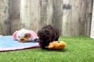 Havapoo Pup Being Cute