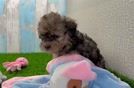 Shih Poo Pup Being Cute
