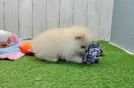 Meet Larry - our Pomeranian Puppy Video