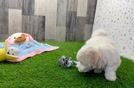 Meet Lincoln - our Maltipoo Puppy Video