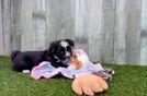 Aussiechon Puppy for Adoption
