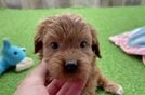 Playful Cavapoodle Poodle Mix Puppy