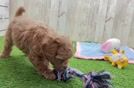 Meet Yahtzee - our Cavapoo Puppy Video