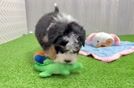 Best Mini Bernedoodle Baby