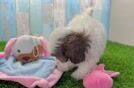 Shih Poo Pup Being Cute