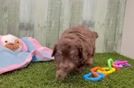 Mini Aussiedoodle Puppy for Adoption