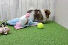 Adorable Swergspitz Purebred Puppy
