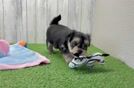 Morkie Puppy for Adoption