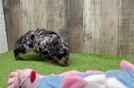 Meet Herbie - our Poodle Puppy Video
