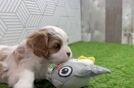 Funny Cavapoo Poodle Mix Pup