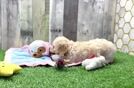 Friendly Poochon Baby
