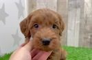 Best Mini Goldendoodle Baby