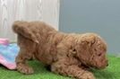Mini Goldendoodle Pup Being Cute