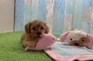 Little Cavipoo Poodle Mix Puppy