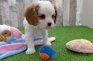 Hypoallergenic Cavalier King Charles Spaniel Baby