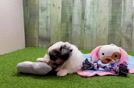Petite Shih Pom Designer Pup