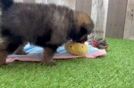 Meet Calico - our Pomeranian Puppy Video