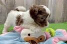 Friendly Shih Poo Baby