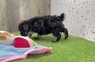 Hypoallergenic Poodle Baby
