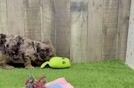 Akc Registered Poodle Purebred Pup