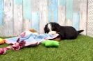 Petite Mini Bernedoodle Poodle Mix Pup