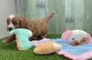 Meet Queso - our Cavapoo Puppy Video